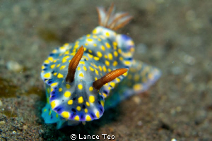 Dont you jus love them...! =] by Lance Teo 